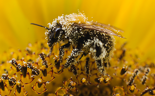 Куриоз! Кошери на пчели пълни с кокаин вместо мед